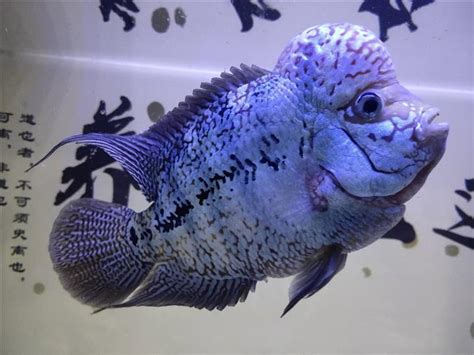 羅漢魚飼養|如何養羅漢魚 